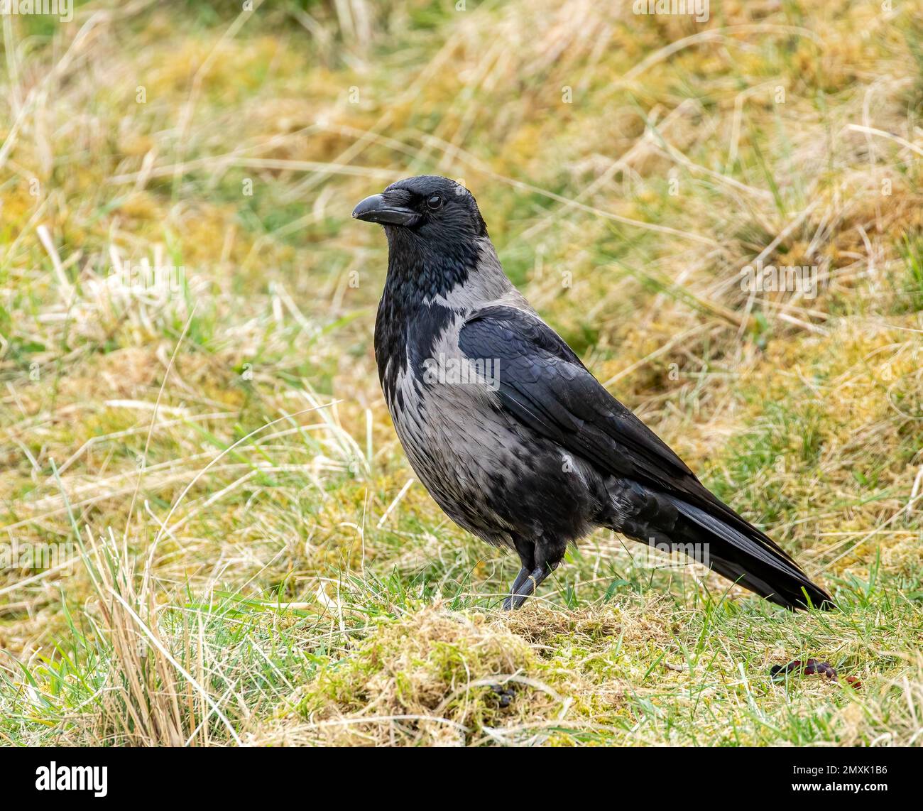 Un bel corvo comune (Corvus corax) che riposa sull'erba durante il giorno su sfondo sfocato Foto Stock