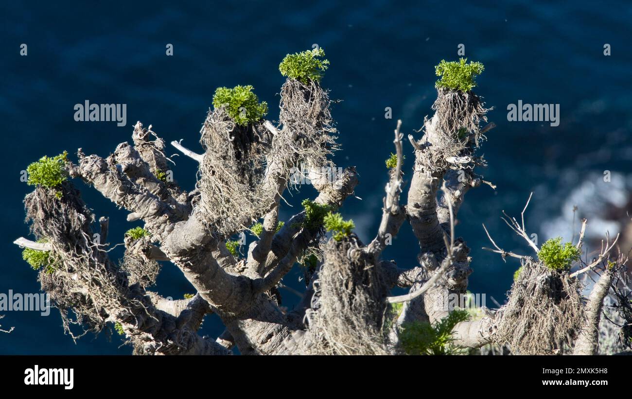 Sconosciuto selvaggio succulento con foglie verdi in cima al bordo dell'isola di Santa Cruz. Foto Stock