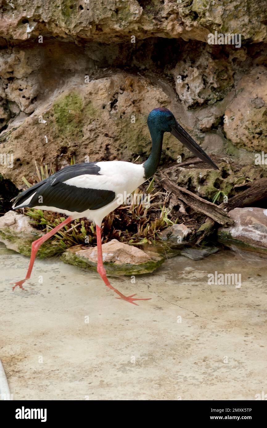 La cicogna nera o Jabiru è un uccello alto con testa e collo blu e becco nero corpo bianco e nero e lunghe gambe rosa Foto Stock