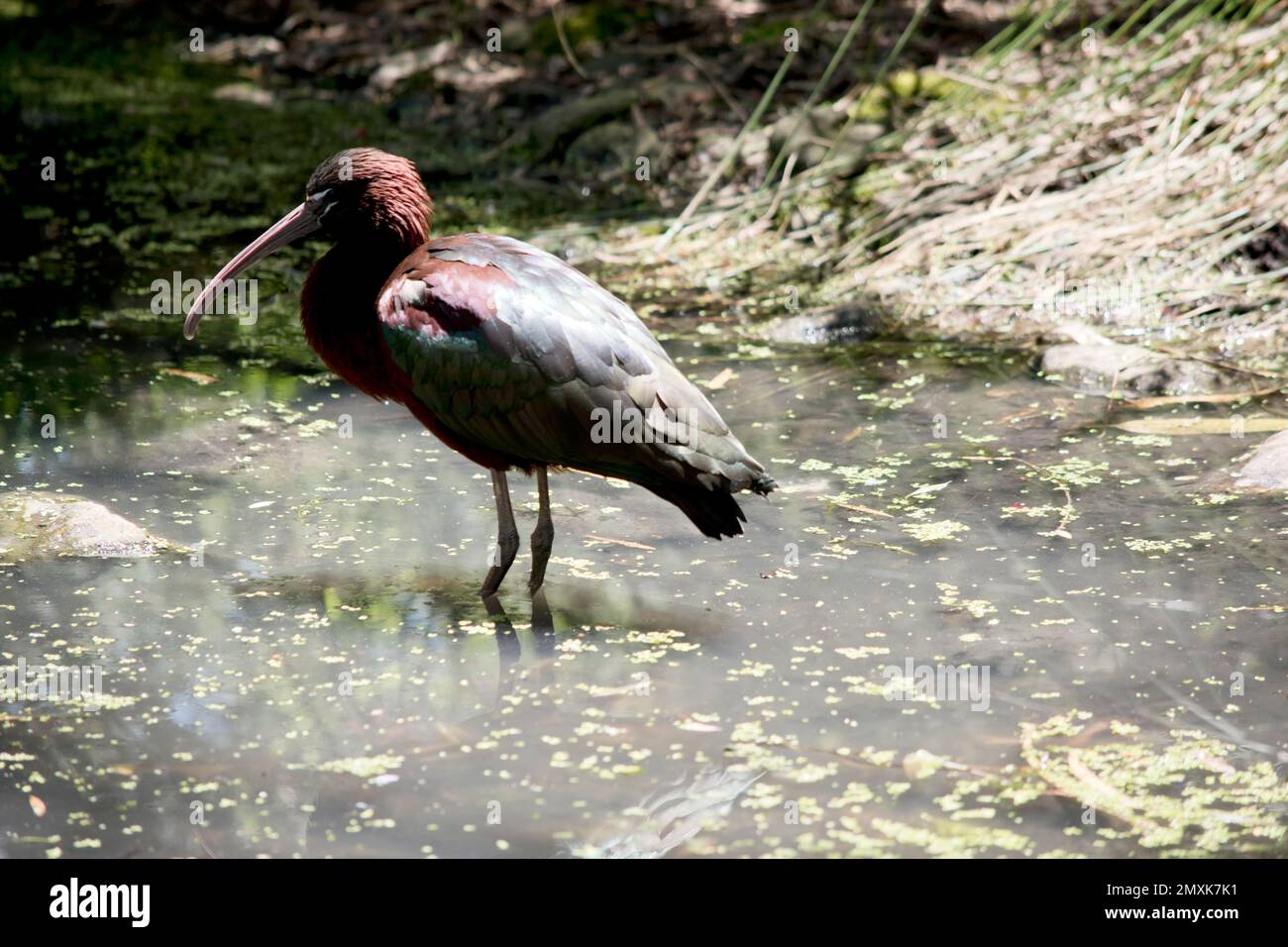 l'ibis lucido è caratterizzato da piume lucide e da un becco e gambe rosa Foto Stock
