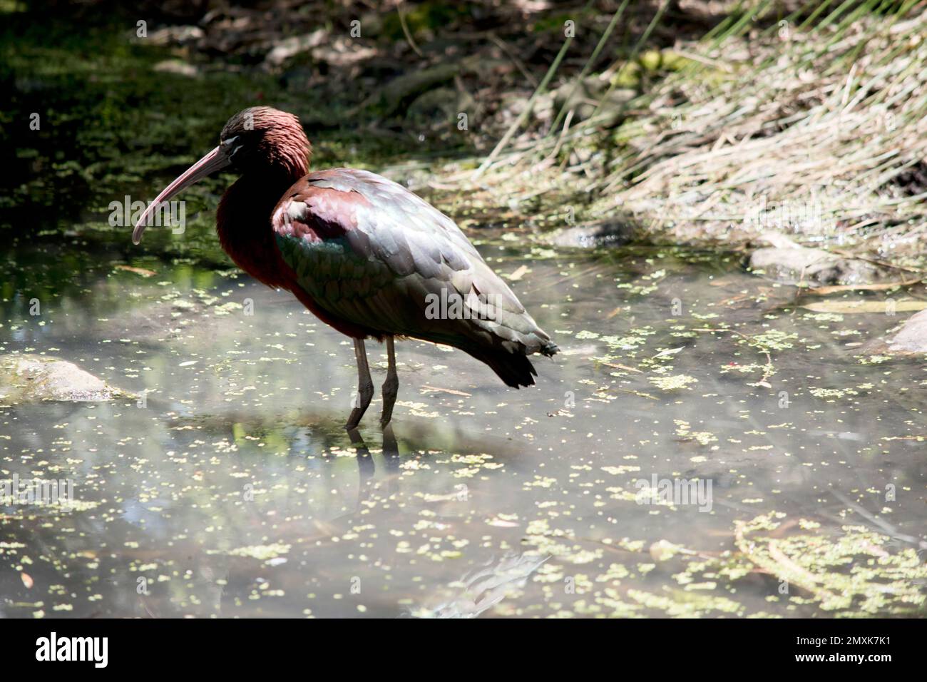 l'ibis lucido è caratterizzato da piume lucide e da un becco e gambe rosa Foto Stock