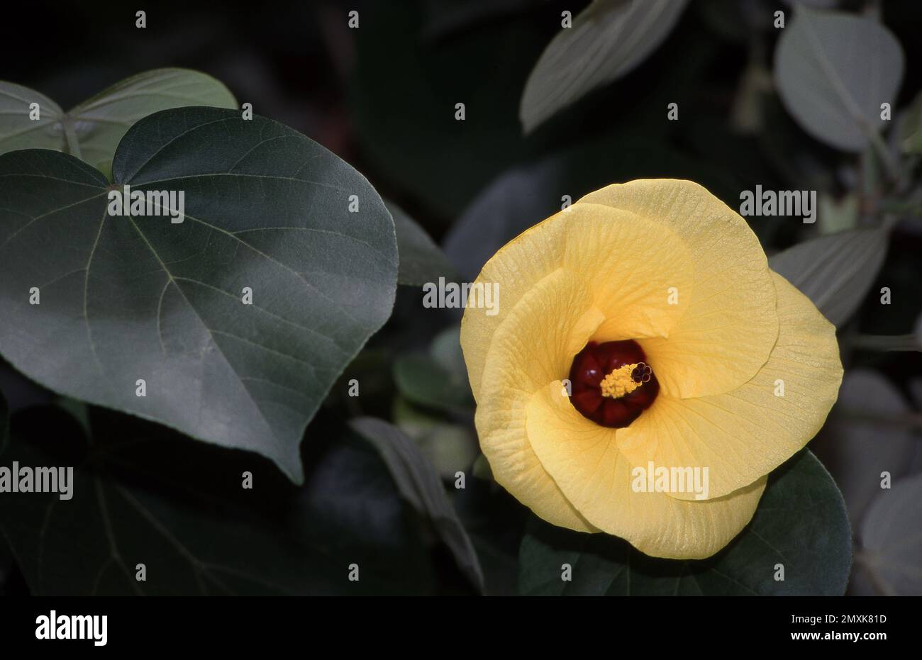 FIORE GIALLO E FOGLIE A FORMA DI CUORE DI HIBISCUS TILIACEUS RUBRA COMUNEMENTE NOTO CON DIVERSI NOMI DI HIBISCUS MARINO, ROSELLA E COTTONWOOD NATIVI. AUSTRALIA. Foto Stock