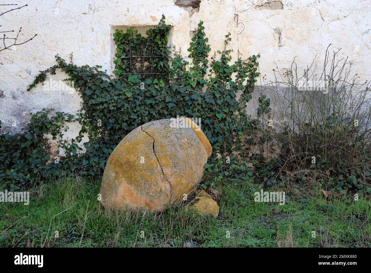 Anfora di argilla di fronte al muro della casa con edera, Cullera, Andalusia, Spagna, Europa Foto Stock