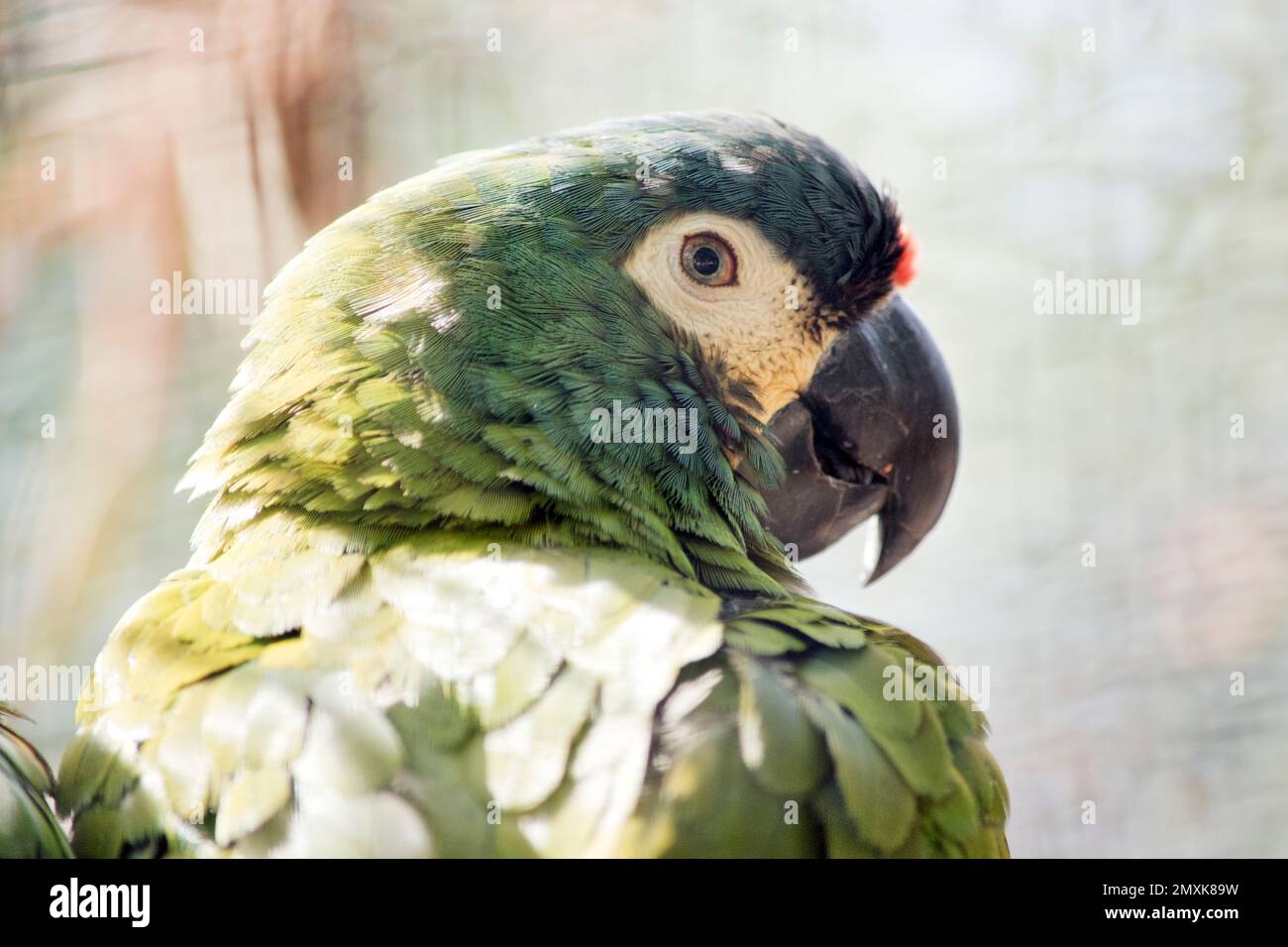 questo è un primo piano di un macaw di un'illigatrice Foto Stock