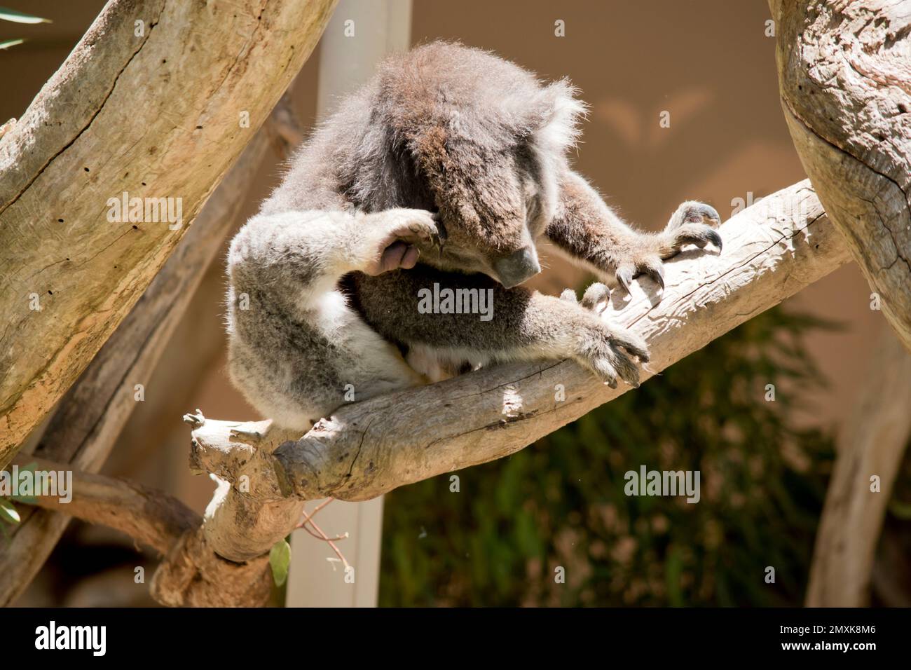 il koala ha un corpo grigio abbronzato con un petto e orecchie bianche e un grande naso nero Foto Stock