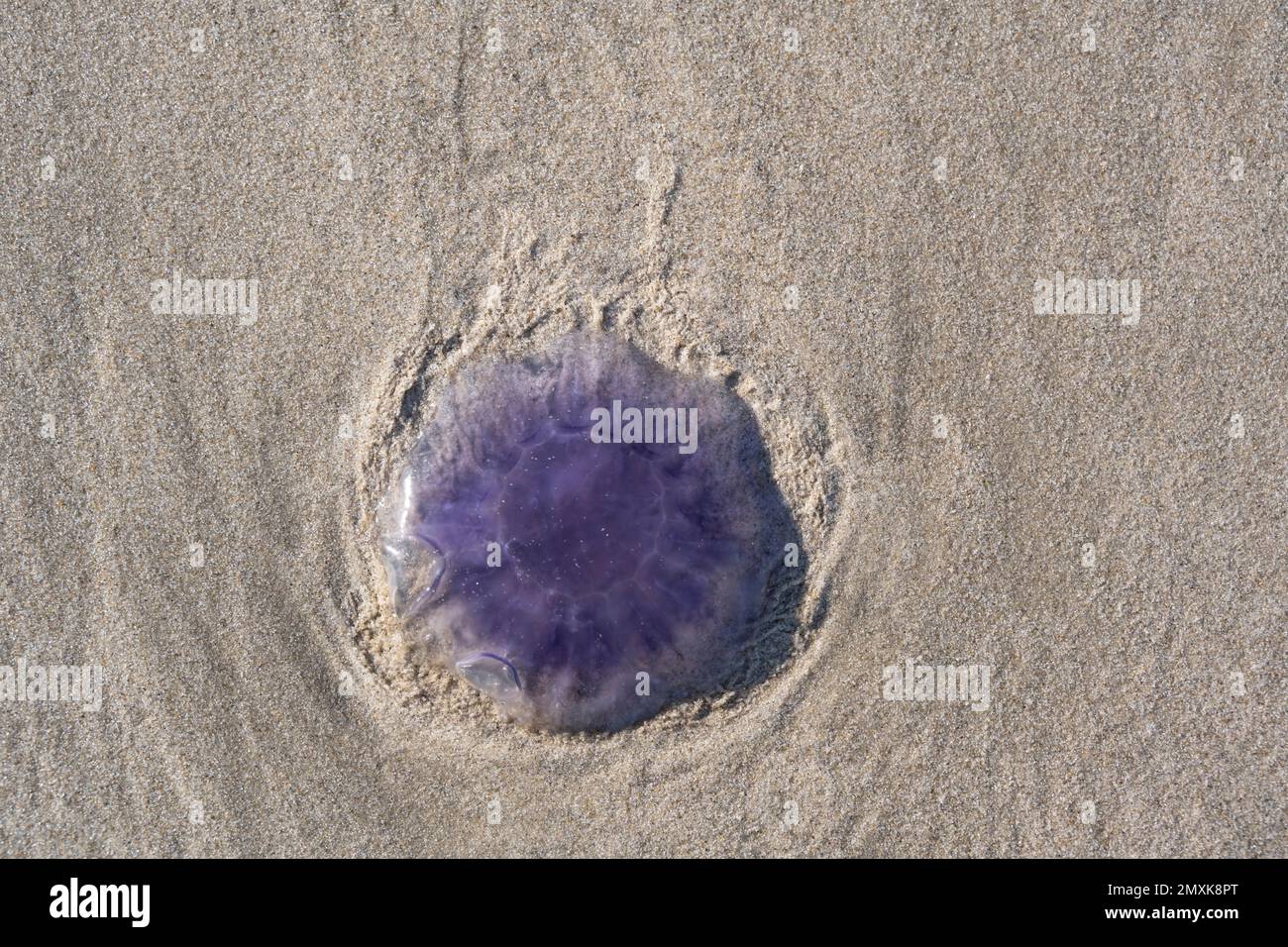 Meduse blu (cianea lamarckii) su una spiaggia sabbiosa, bassa Sassonia Mare di Wadden, Isola Juista, Frisia orientale, bassa Sassonia, Germania, Europa Foto Stock