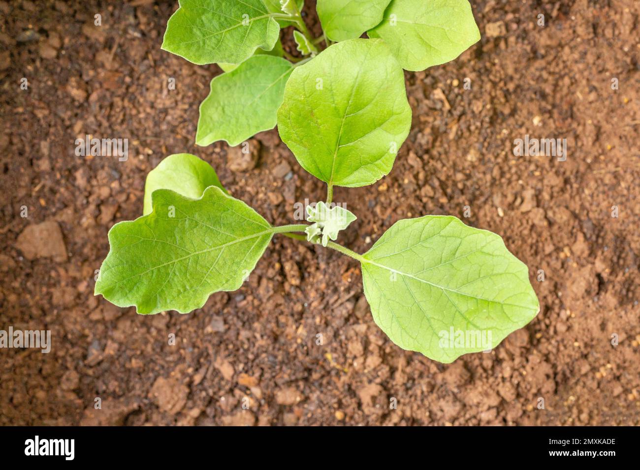 Melanzane di Brinjal (Solanum melongena) piante che crescono in sacco Foto Stock