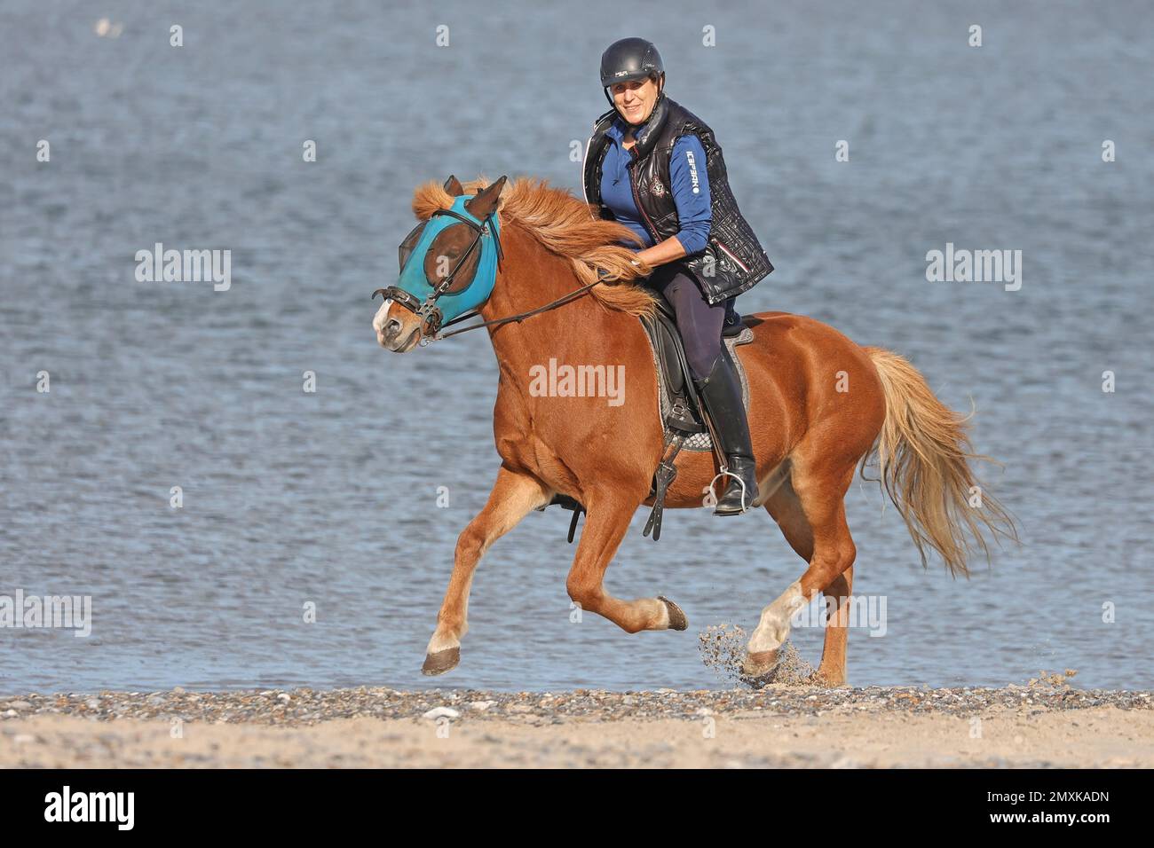 Cavaliere femminile con cavallo islandese, galoppo sul mare, Ringkøbing Fjord, Jutland, Danimarca, Europa Foto Stock