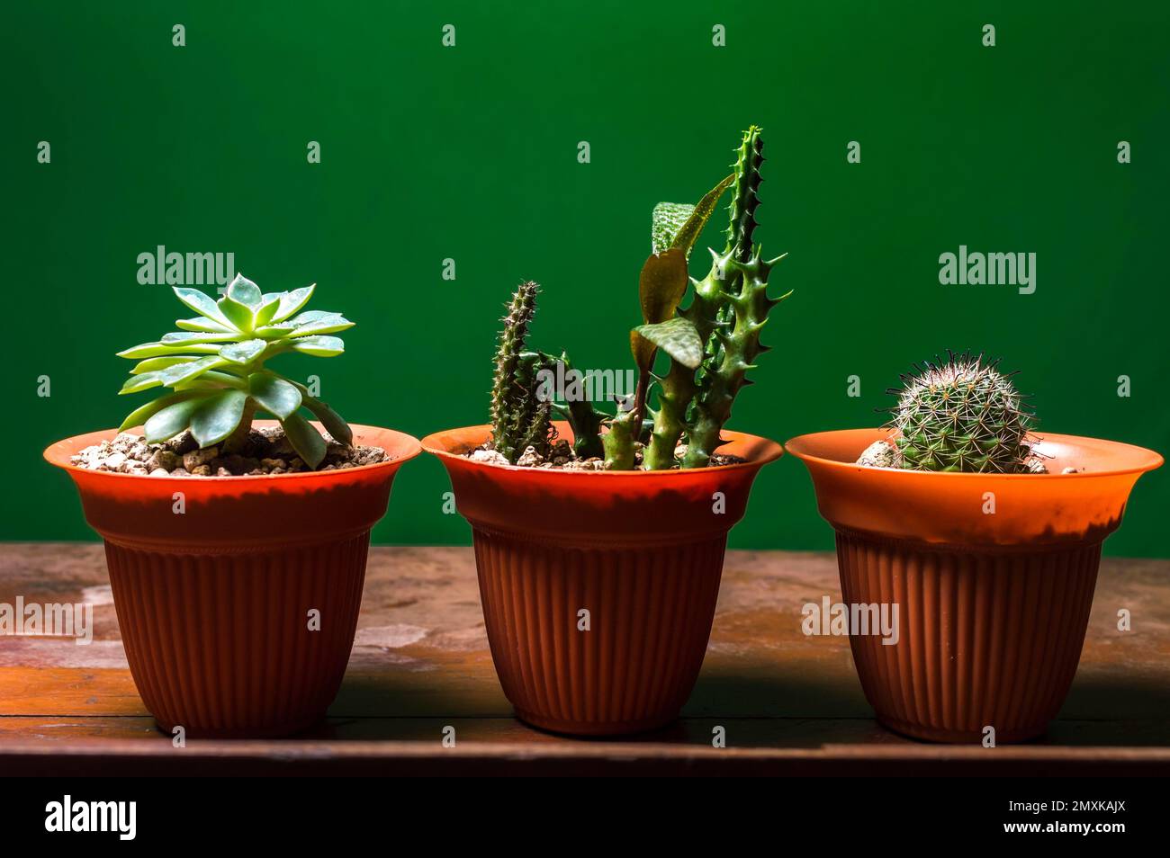 Piante di Cactus in pentola su fondo verde, tre cactus naturali carini isolati su fondo verde Managua, Nicaragua, America Centrale Foto Stock