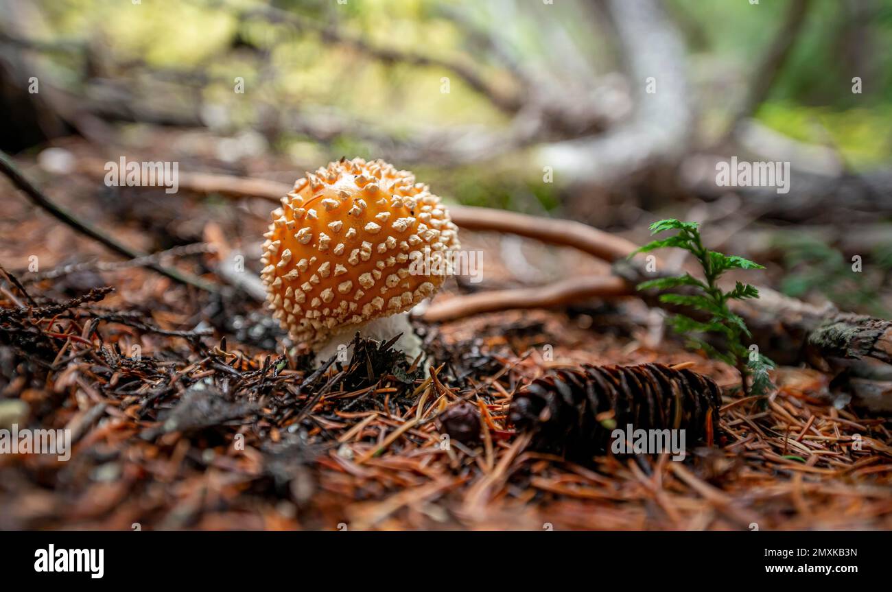 Fly agaric (Amanita muscaria), sul pavimento della foresta, Canada, Nord America Foto Stock