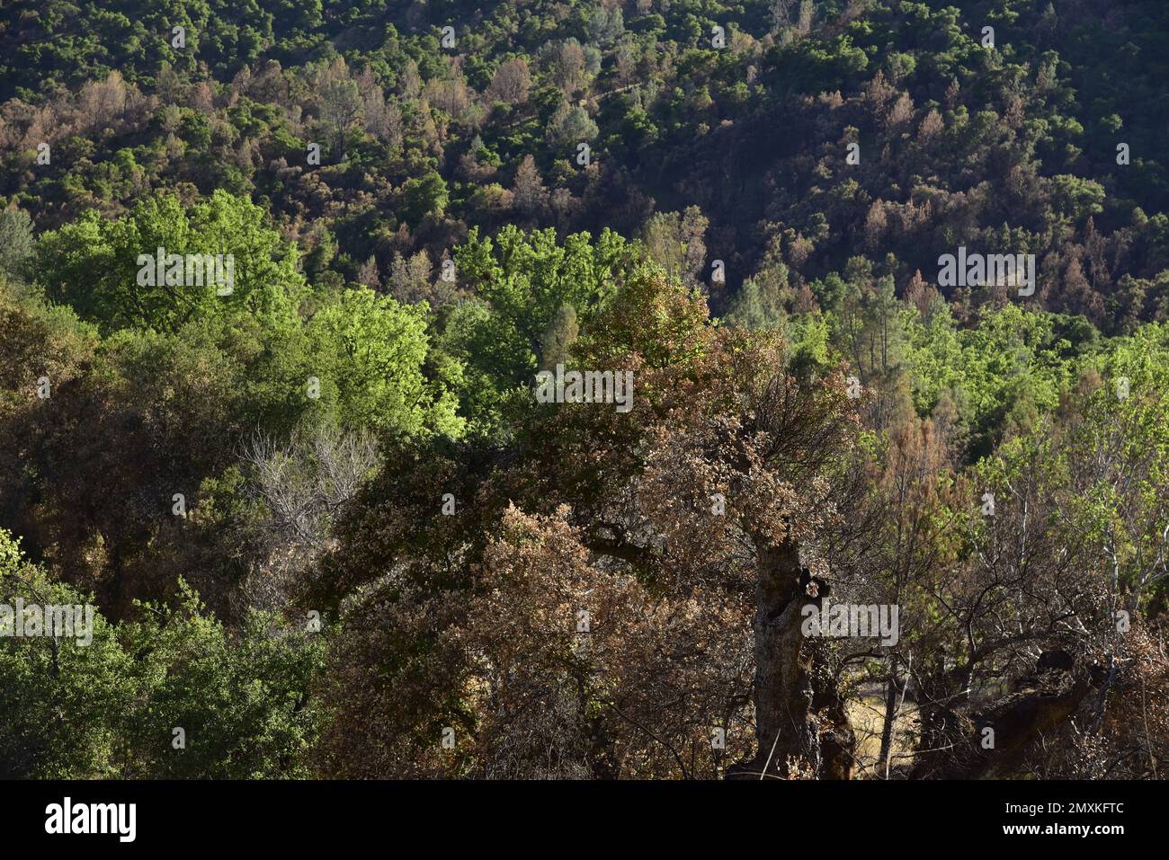 Del Venturi Rd, Fort Hunter Liggett e Los Padres National Forest, CA 8 mesi dopo il Dolan Fire Foto Stock