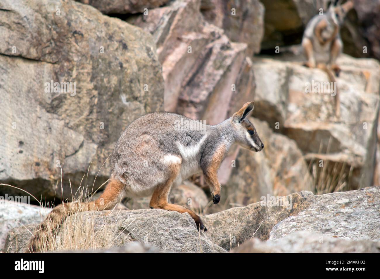 il wallaby giallo della roccia del piede è grigio, tan e bianco Foto Stock