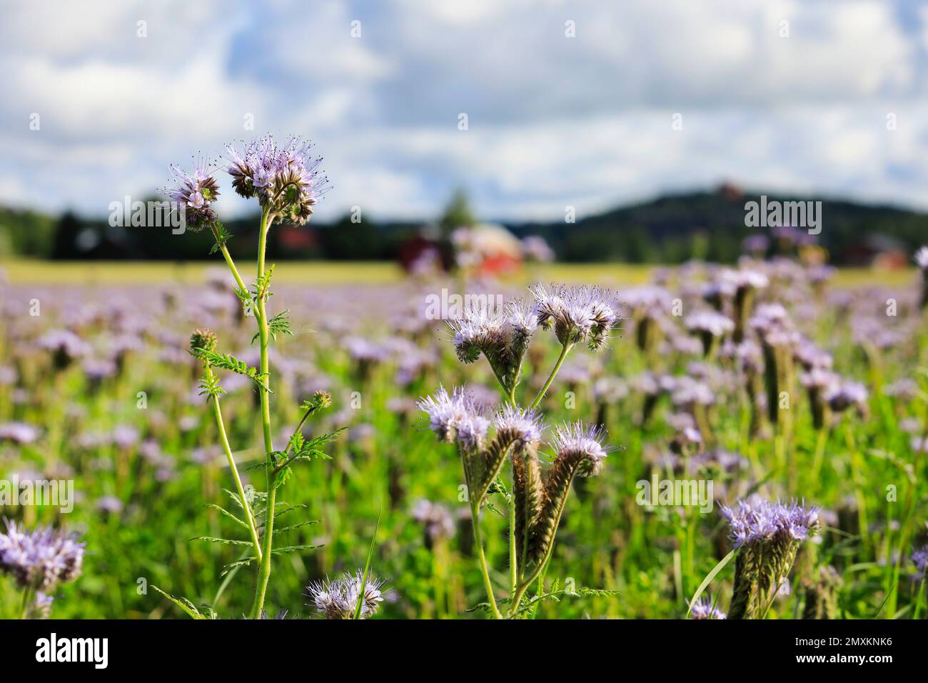 Campo di Lacy phacelia, Phacelia tanacetifolia, con focalizzazione sui fiori nella parte anteriore dell'immagine. Lacy Phacelia è spesso usato come pianta di ape o coltura di copertura. Foto Stock