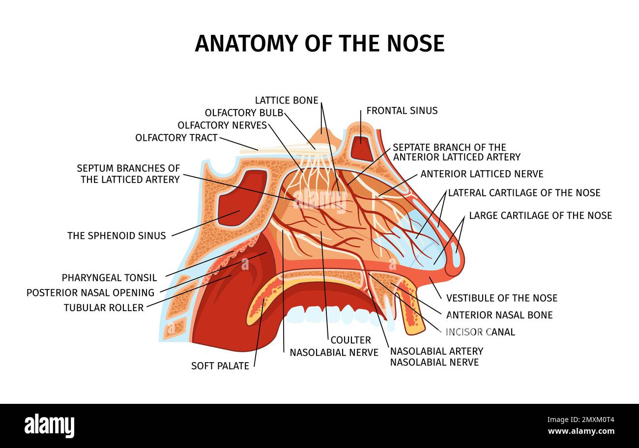 Diagramma della sezione trasversale dell'anatomia del naso che mostra le arterie dell'osso del reticolo nervi cartilagine palato molle elementi dei seni paranasali illustrazione del vettore piatto Illustrazione Vettoriale