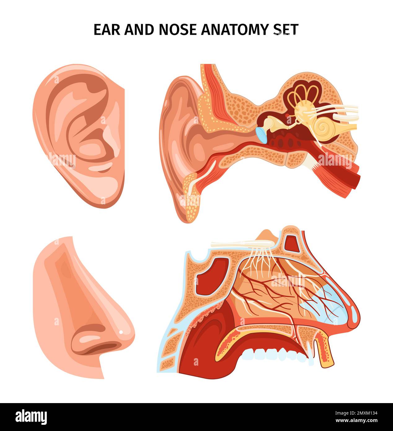 Schema anatomico di naso e orecchie con aspetto e sezione trasversale degli organi rappresentazione vettoriale realistica Illustrazione Vettoriale