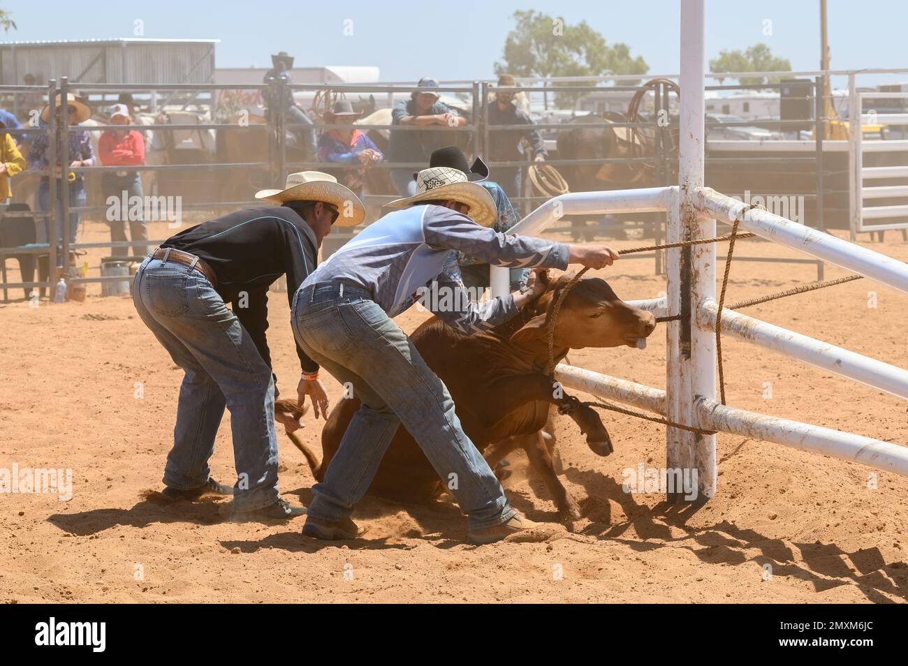 Bronco branding è un evento a tempo in cui un catcher corda un vitello in una folla di bovini e lo conduce a un marchio post in cui i membri della squadra sicuro e marchio. Foto Stock