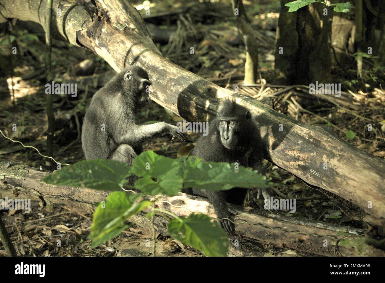 Due macachi neri di Sulawesi (Macaca nigra) vengono fotografati durante la loro attività sociale sui tronchi di alberi nella foresta di Tangkoko, Sulawesi settentrionale, Indonesia. Attualmente, fino al 68% delle specie primate del mondo è in pericolo di estinzione, mentre il 93% ha popolazioni in calo, secondo un ultimo rapporto di un team di scienziati guidati da Alejandro Estrada (Istituto di Biologia, Università Nazionale Autonoma del Messico). "Le più grandi minacce ai primati a livello globale", hanno scritto in un articolo pubblicato da ScieneAdvances, sono 'dalla caccia non-indigena insostenibile, deforestazione, e industriale... Foto Stock