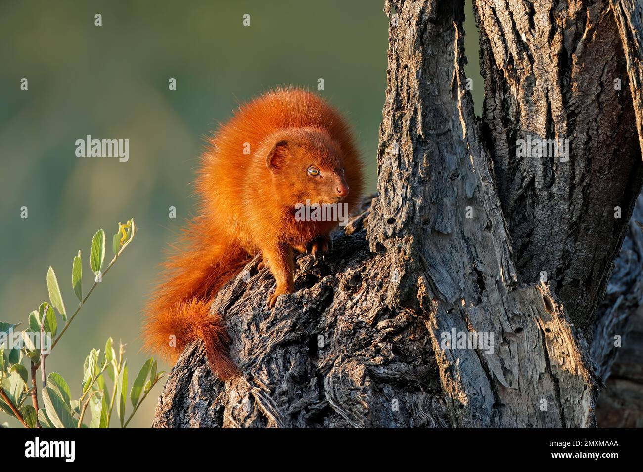 Una piccola manica (Galerella sanguinea) seduta in un albero, Sudafrica Foto Stock