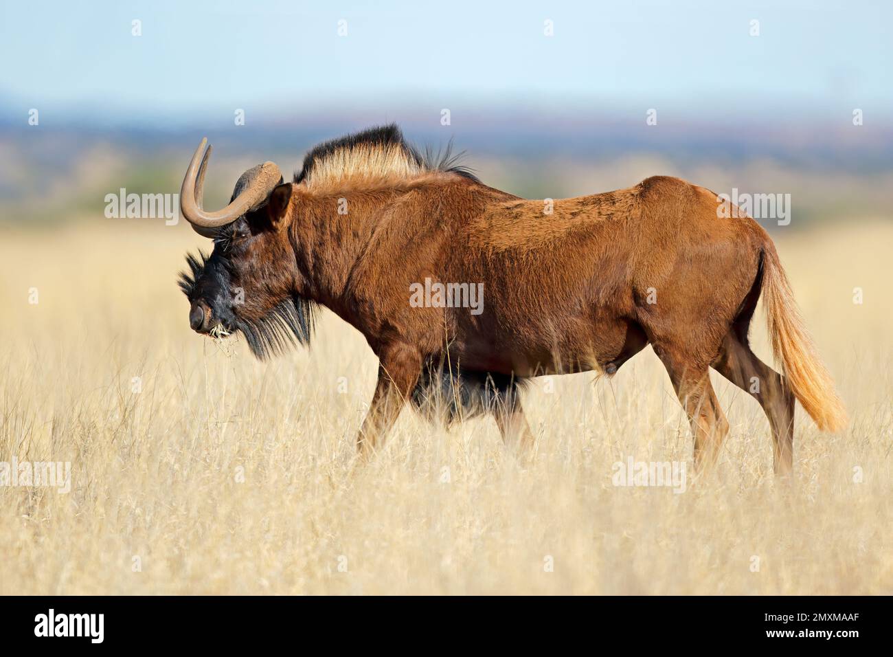 Un nero GNU (Connochaetes gnou) nella prateria aperta, Mokala National Park, Sud Africa Foto Stock