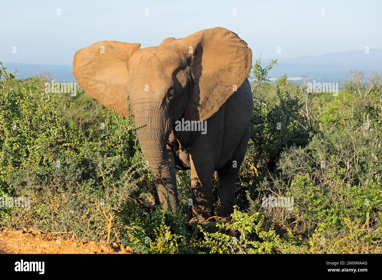 Un elefante africano (Loxodonta africana) in habitat naturale, Addo Elephant National Park, Sudafrica Foto Stock