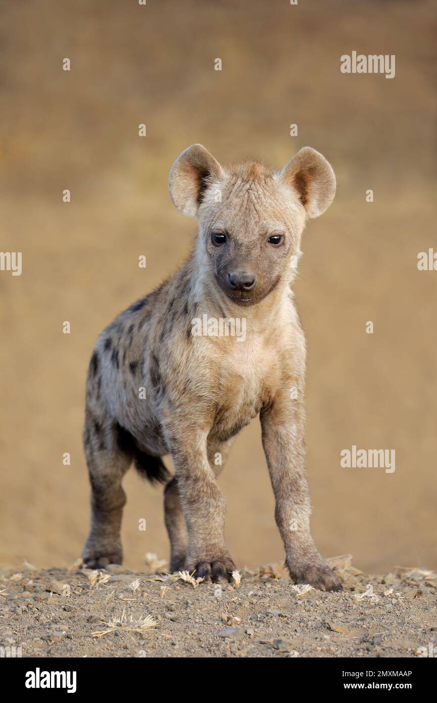 Una giovane hyena macchiata (Crocuta crocuta), Kruger National Park, Sudafrica Foto Stock