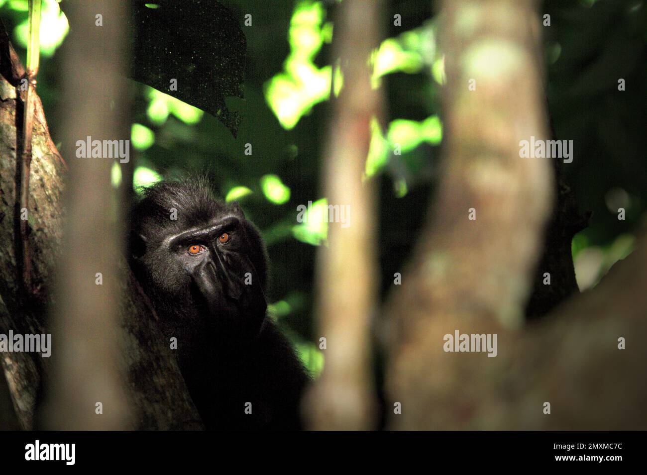Un macaco soldato (Macaca nigra) è fotografato attraverso la vegetazione nella Riserva Naturale di Tangkoko, Sulawesi settentrionale, Indonesia. Attualmente, fino al 68% delle specie primate del mondo è in pericolo di estinzione, mentre il 93% ha popolazioni in calo, secondo un ultimo rapporto di un team di scienziati guidati da Alejandro Estrada (Istituto di Biologia, Università Nazionale Autonoma del Messico). "Le più grandi minacce ai primati a livello globale", hanno scritto in un articolo pubblicato da ScieneAdvances, sono "dalla caccia non-indigena insostenibile, deforestazione, e agricoltura industriale, in aggiunta. Foto Stock