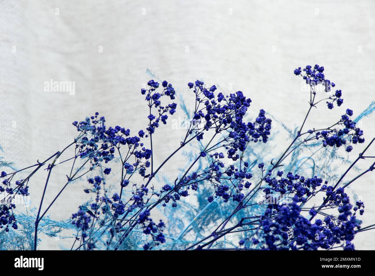 fiori decorativi blu secchi primo piano Foto Stock