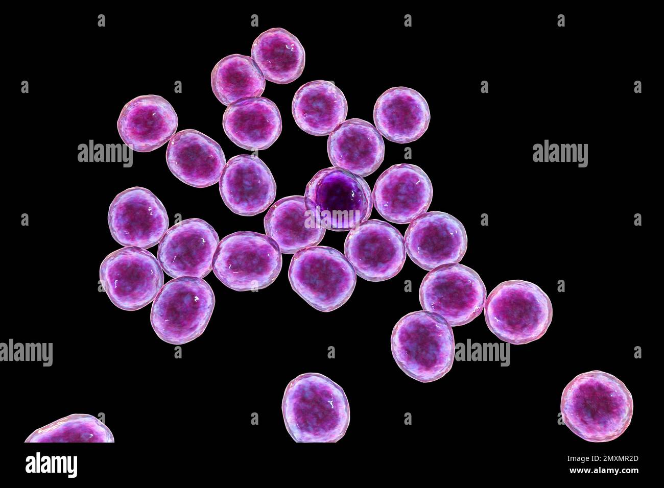 Batteri MRSA, illustrazione Foto Stock