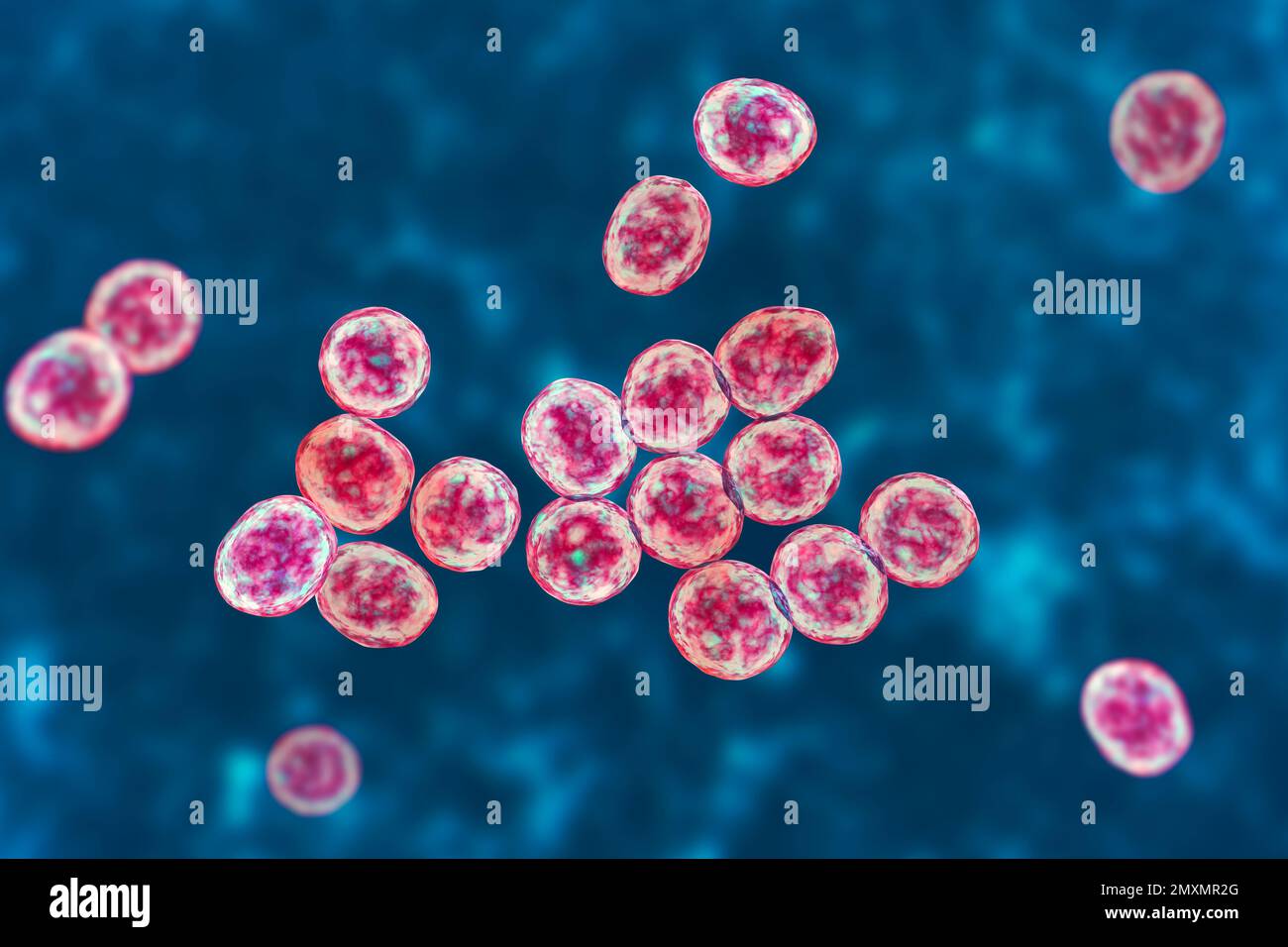 Batteri MRSA, illustrazione Foto Stock