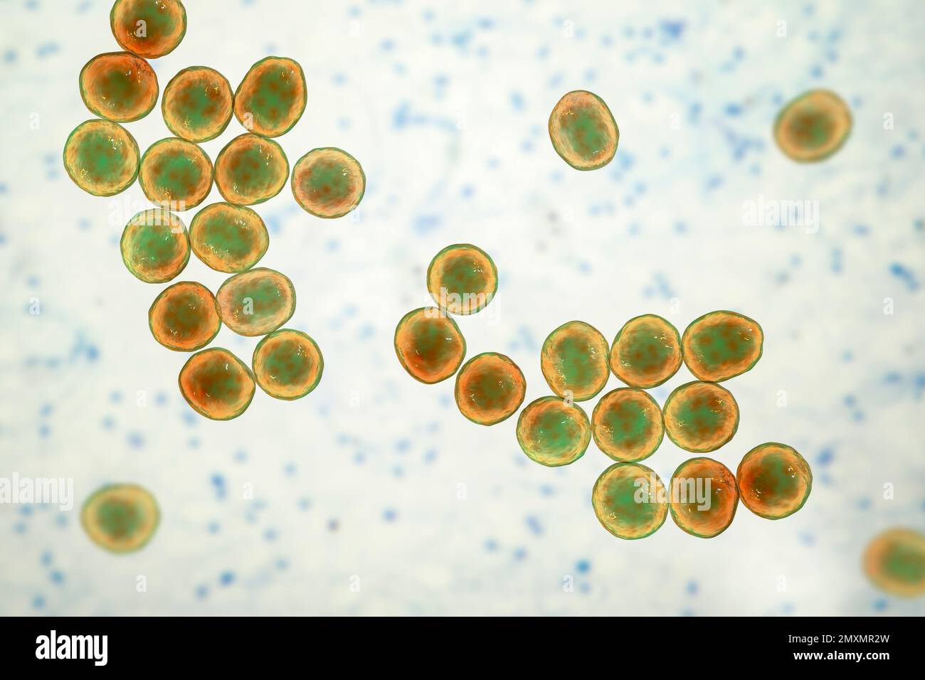 Batteri MRSA, illustrazione Foto Stock