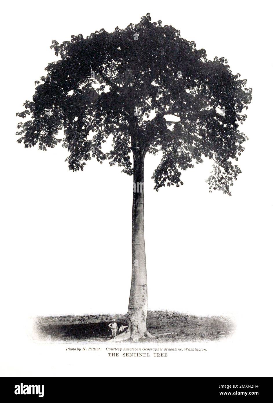 L'albero di Sentinel fotografia dal libro Panama and the Canal in foto e prosa : Una storia completa di Panama, così come la storia, lo scopo e la promessa del suo canale famoso in tutto il mondo l'impresa di ingegneria più gigantesca dall'alba del tempo da Willis John Abbot,1863-1934 pubblicato a Londra ; New York da Syndicate Publishing Co. Nel 1913 Foto Stock