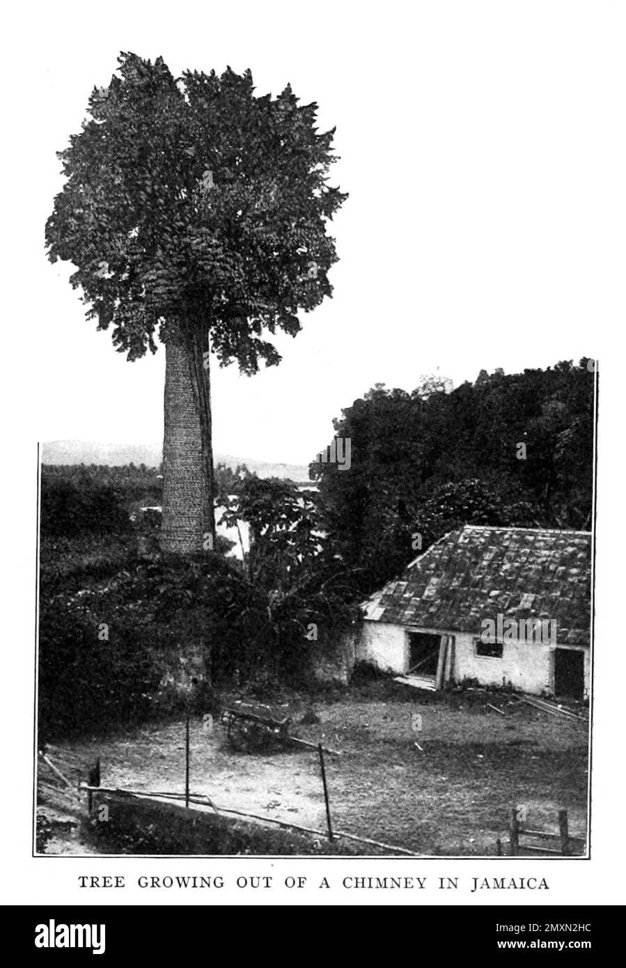 Albero che cresce da un Chimney in Giamaica dal libro Panama e il canale in foto e prosa : Una storia completa di Panama, così come la storia, lo scopo e la promessa del suo canale famoso in tutto il mondo l'impresa di ingegneria più gigantesca dall'alba del tempo da Willis John Abbot,1863-1934 pubblicato a Londra ; New York da Syndicate Publishing Co. Nel 1913 Foto Stock