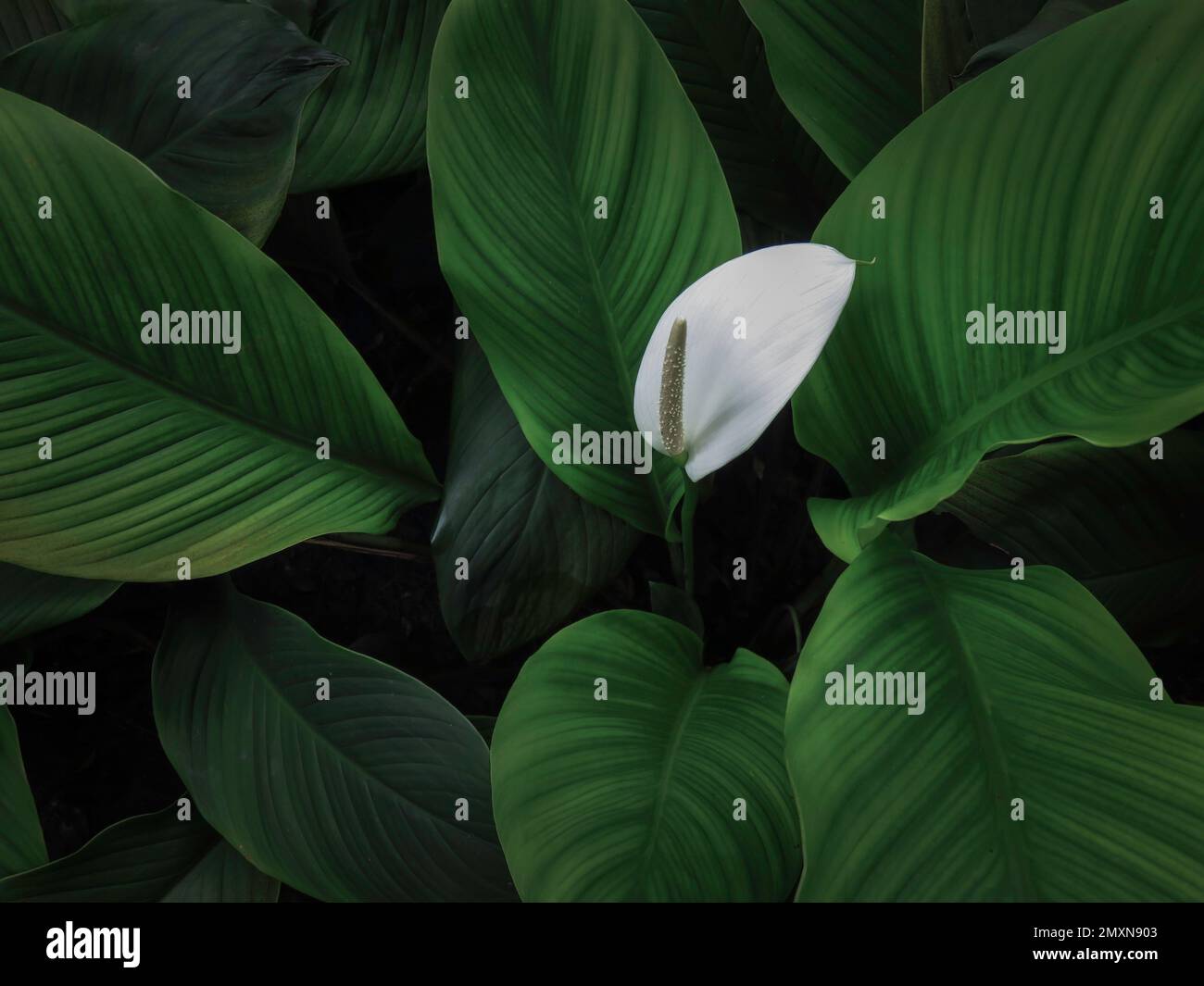 Primo piano petalo di fiore bianco su foglie verdi di fondo (Spathiphyllum cochlearispathum, Spathiphyllum wallisii). Foto Stock