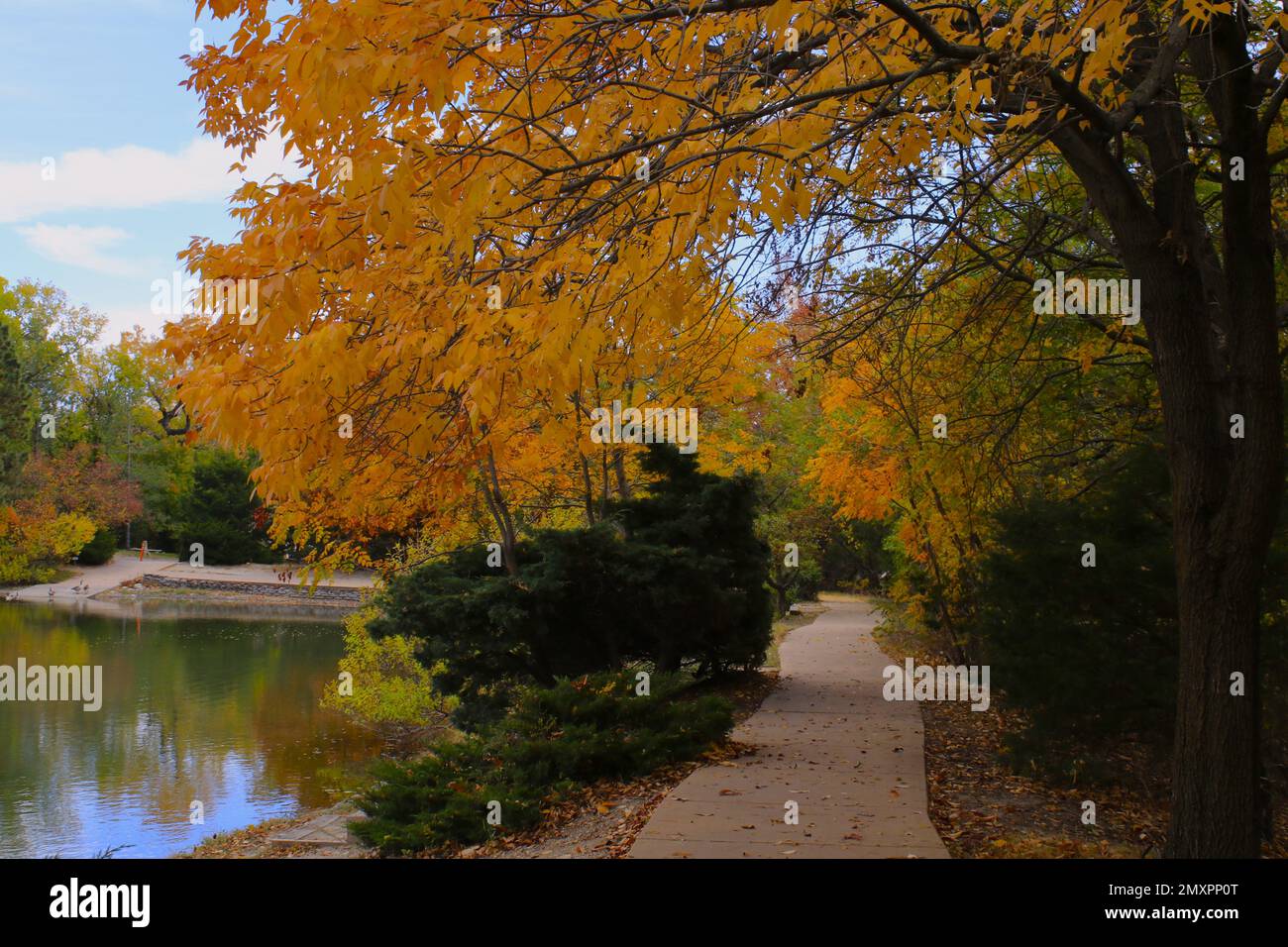 Colorate foglie autunnali in autunno sugli alberi con un sentiero su cui camminare Foto Stock