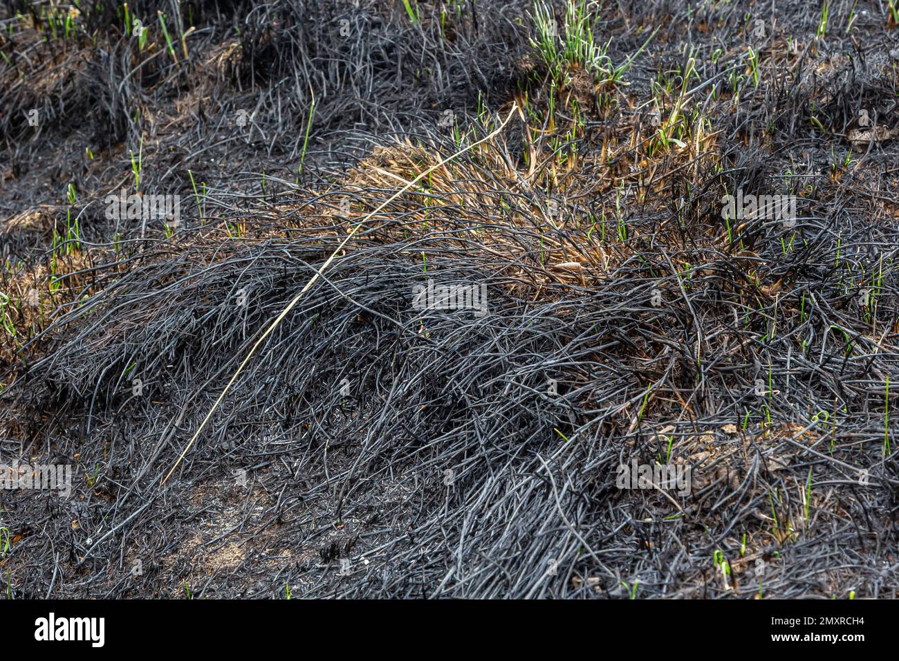 Campo dopo il fuoco - erba bruciata e alberi. Foto Stock