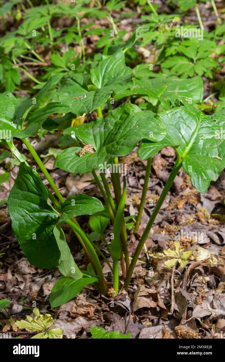 Arum maculatum in habitat. Aka testa di serpente, radice di adder, arum selvatico, giglio di arum, signori-e-Signore, Diavoli e angeli, mucche e tori, pinta di culo, Adamo Foto Stock