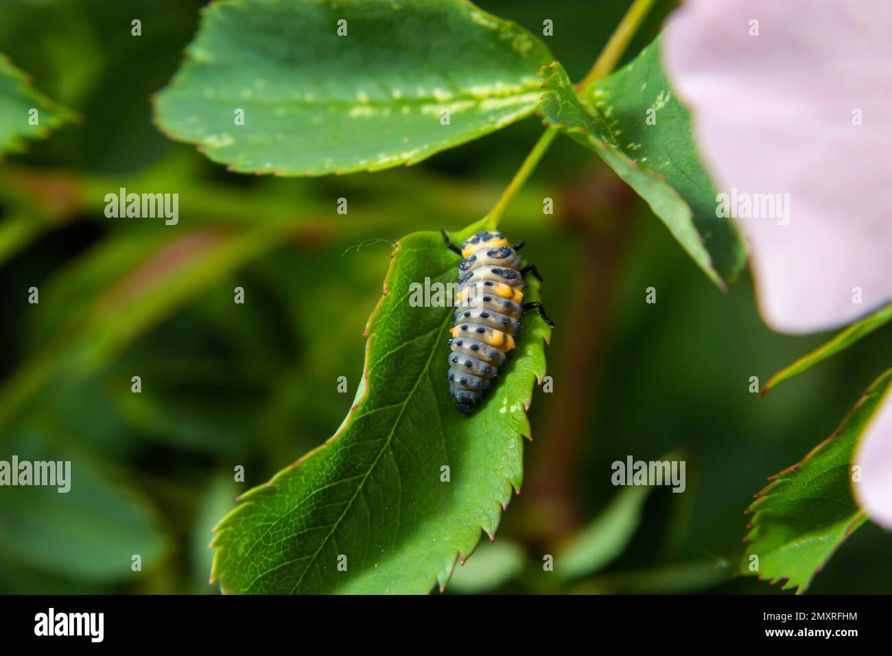 Macro Foto di larve di Ladybug su foglia verde isolato su Backgrou. Foto Stock