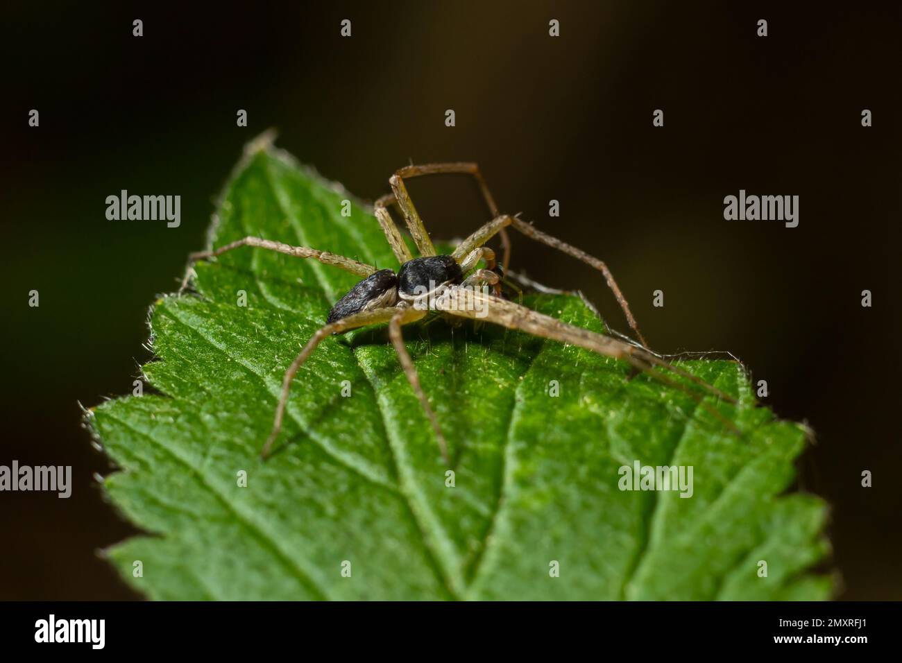 Adulto maschio corsa ragno granchio della famiglia Philodromidae. Foto Stock