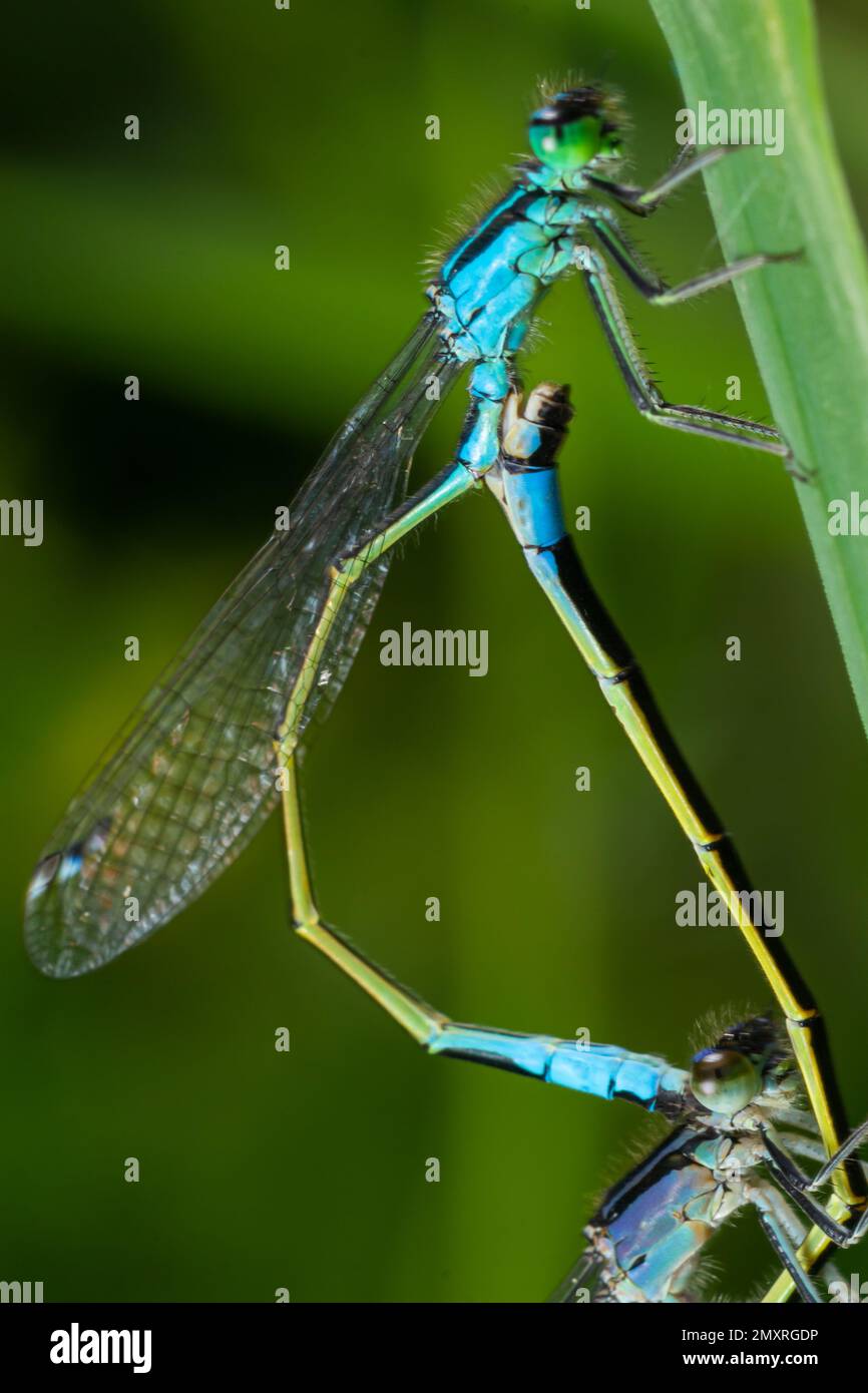Due libellule Zygoptera mate, Odonata è un ordine di insetti carnivori, che comprende le libellule, Anisoptera, e le namselfie, Zygoptera. Foto Stock