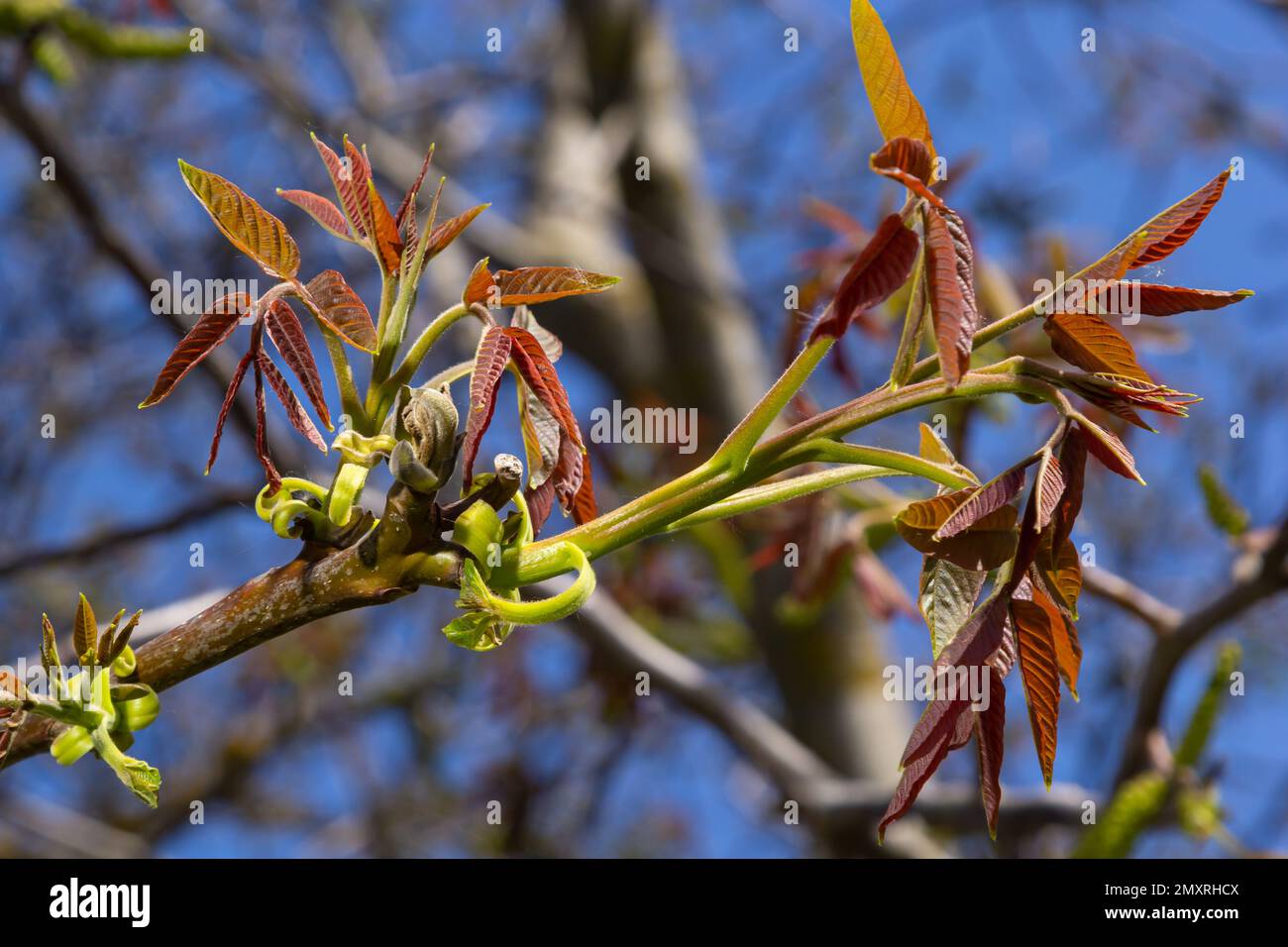 Noce in fiore, fiori maschi sui rami. Noce in fiore, fiori maschi sui rami. Giorno di sole, cielo blu, inizio primavera. Foto Stock