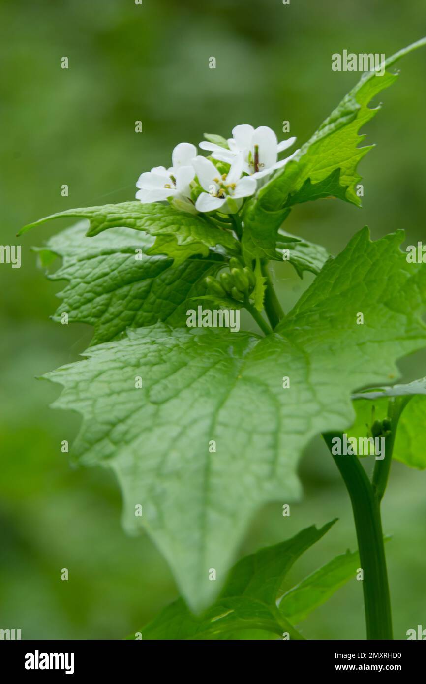 Senape all'aglio - Alliaria petiolata pianta comune di bordo boschivo. Foto Stock