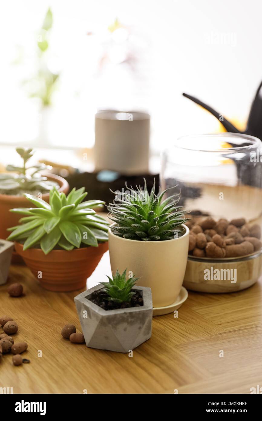 Belle piante in vaso e argilla espansa su tavolo di legno a casa. Hobby  coinvolgente Foto stock - Alamy