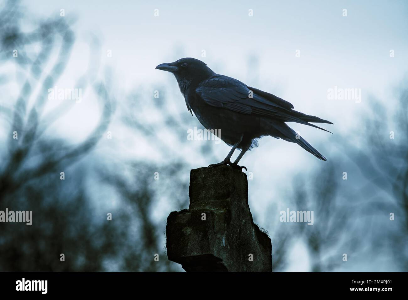 Corvo gotico su una tomba in inverno Foto Stock