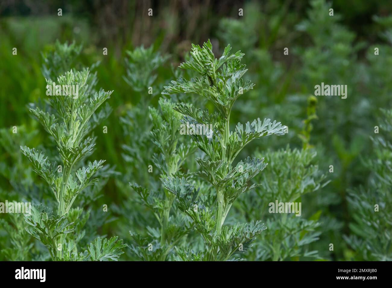 Cespuglio verde brillante di vermwood. Il concetto di giardino crescente, spezie e piante medicinali. Foto Stock