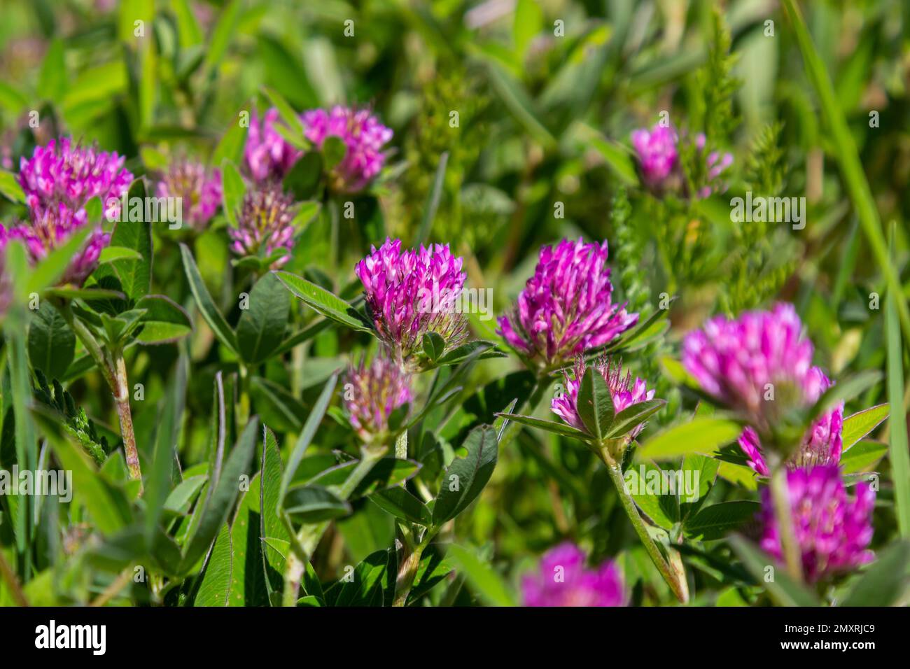Fiore rosa scuro. Trifoglio rosso o infiorescenza di Trifolium pratense, primo piano. Fiore di trifoglio di prato viola con alternanza, tre fogli del foglio. Selvatico c Foto Stock