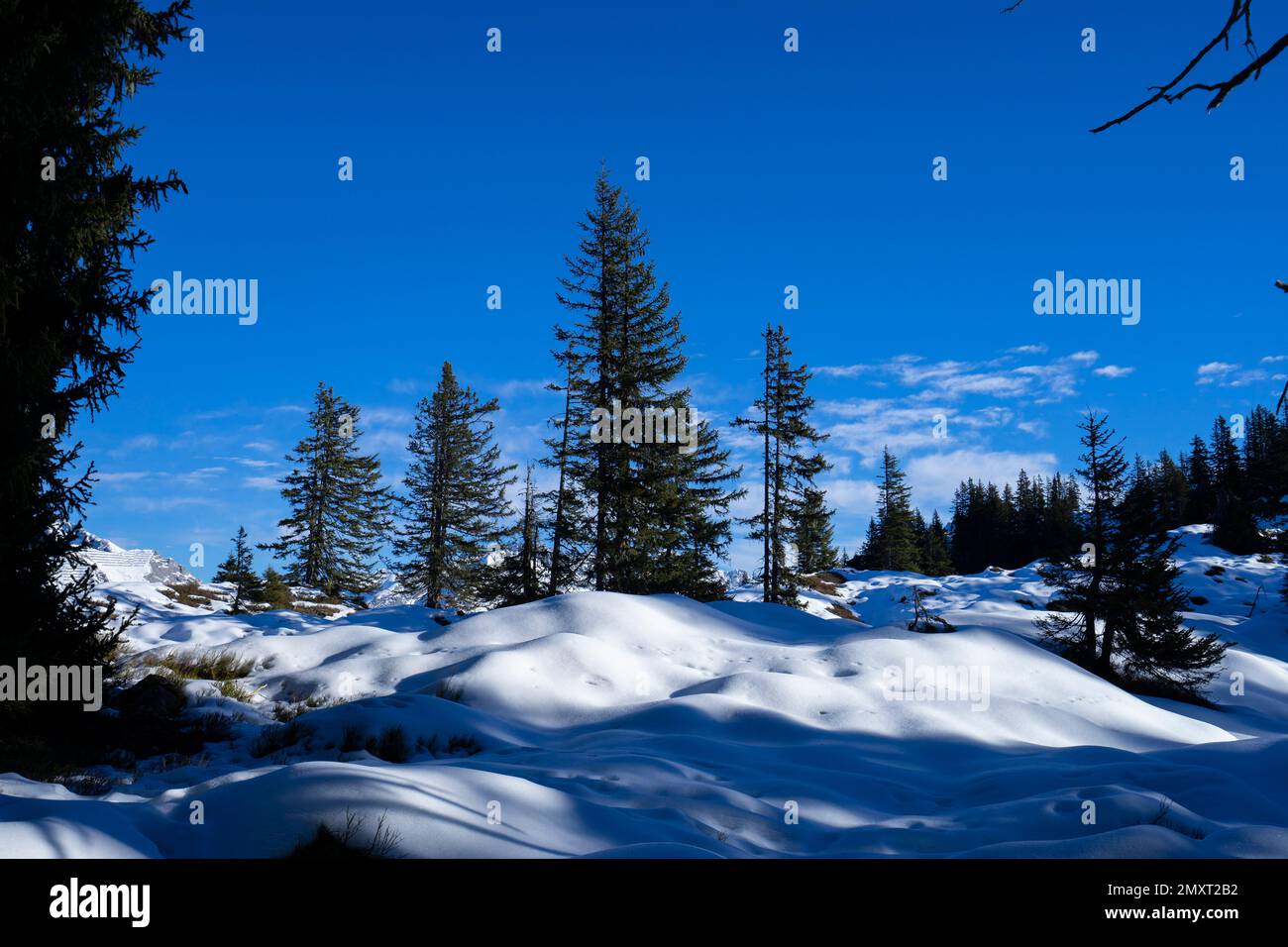 Vista sulla zona innevata con alberi durante un'escursione invernale fino al 'Muttjöchli' di Vorarlberg Foto Stock