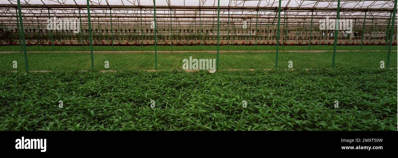 Pechino coltivazione senza suolo Foto Stock