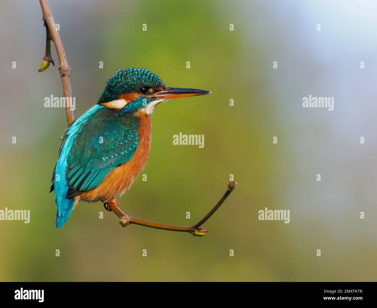 Una femmina adulta comune Martin pescatore (Alcedo atthis) arroccato sul ramo. Fotografato nel centro di Bradford su Avon, nel Wiltshire in Inghilterra. Foto Stock