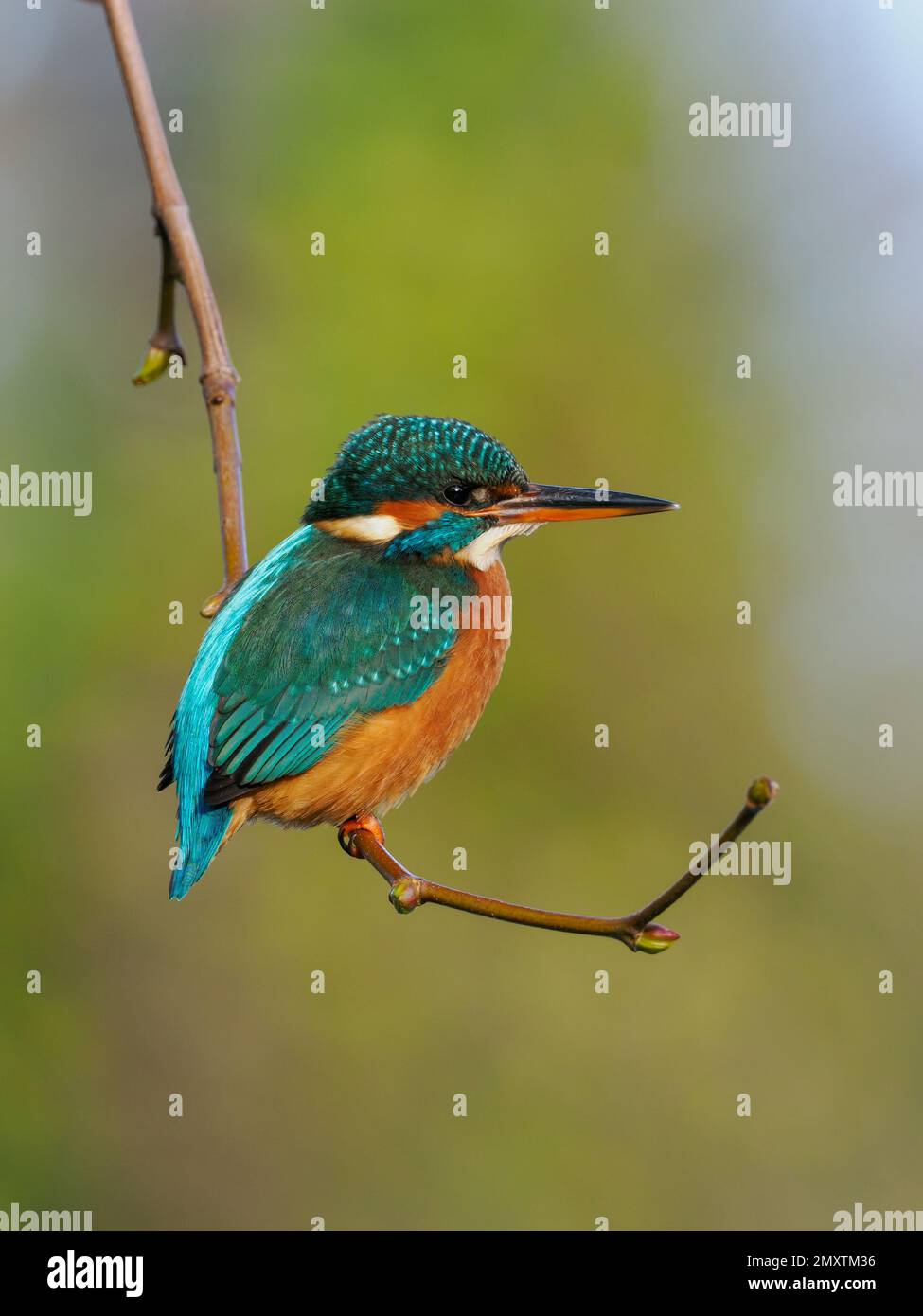 Una femmina adulta comune Martin pescatore (Alcedo atthis) arroccato sul ramo. Fotografato nel centro di Bradford su Avon, nel Wiltshire in Inghilterra. Foto Stock
