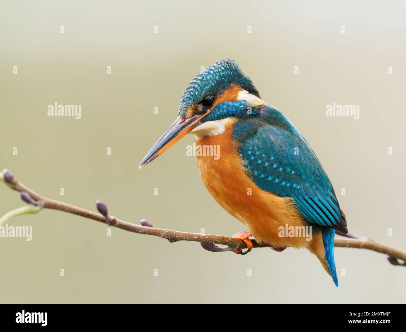 Un comune Martin pescatore (Alcedo atthis) adulto urbano appollaiato sul ramo. Fotografato nel centro di Bradford su Avon, nel Wiltshire in Inghilterra. Foto Stock